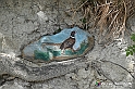 VBS_3158 - Mango (Cuneo) - Gnomovia